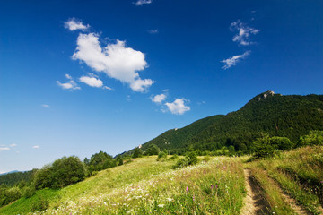 Road through the summer countryside