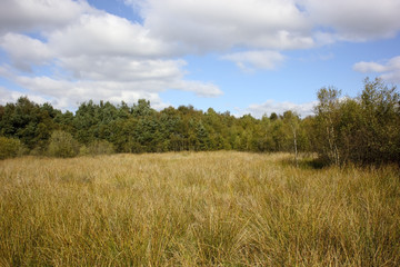 Fototapeta premium heath landscape