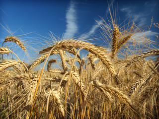Fototapeta na wymiar wheat closeup