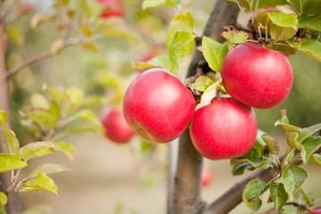 Red apples