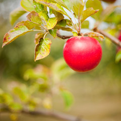 Red apple