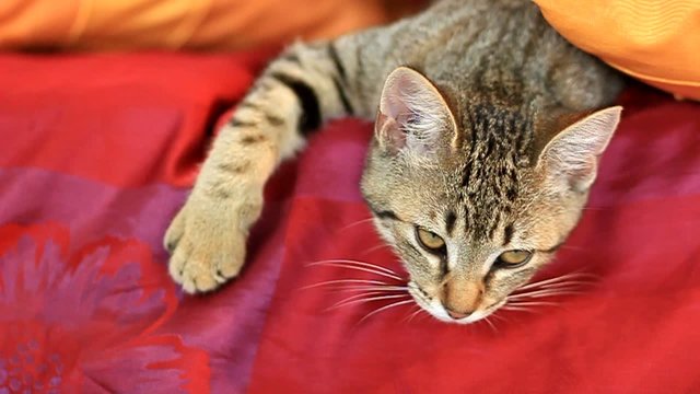grosse fatigue f&eacute;line