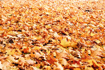 autumn fallen leaves background