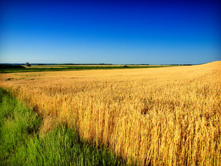 wheat and sky