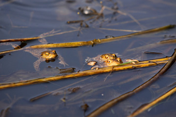 Obraz premium Erdkröten in ihrem Laichgewässer