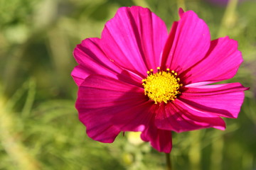 Obraz premium blume,kosmea