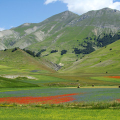 Flowering meadows of Piano Grande in central Italy