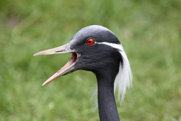 Jungfernkranich