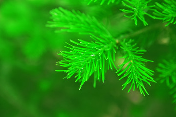 Brightly green prickly branches of a fur-tree or pine