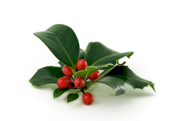 Holly