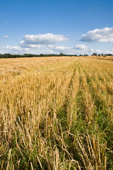 Harvest field