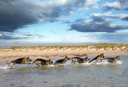Fotograf&iacute;a estrobosc&oacute;pica de perro corriendo