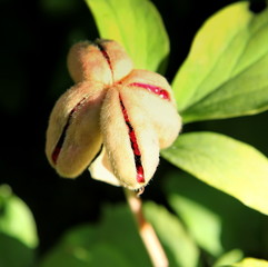 Graines de la pivoine: Paeonia caucasica Schipczinsky