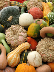 Pumpkins and gourds