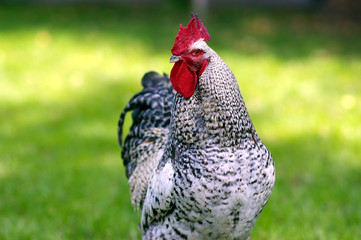 Rooster, cock