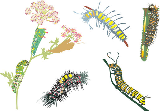 color caterpillar collection