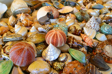 Seashells background (8)