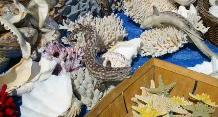 Seashells background (11)