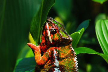 Chamäleon © Dieter Rehm