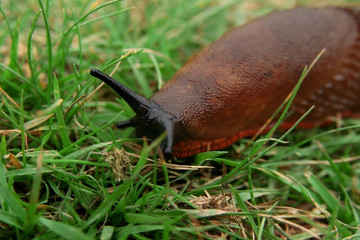 slug
