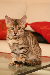 mignon chaton du bengal assis sur la table basse en verre