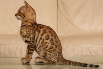 chaton du bengal assis de profil sur la table basse en verre