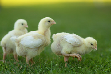 marching chickens