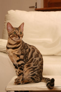 21 Meilleures Gato De Bengala Images Photos Et Illustrations Vectorielles Stock Adobe Stock 21 Meilleures Gato De Bengala Images Photos Et Illustrations Vectorielles Stock Adobe Stock