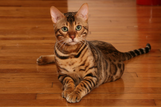 Bengal Cat Marble Images Browse 481 Stock Photos Vectors And Video Adobe Stock