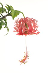 Fototapeta premium Hibiscus schizopetalus