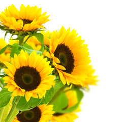 Fototapeta premium image d'une fleur de tournesol isolé sur fond blanc