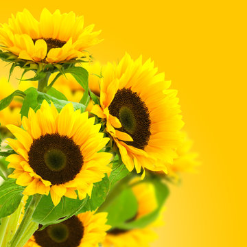 image d'une fleur tournesol, des tournesols sur fond jaune