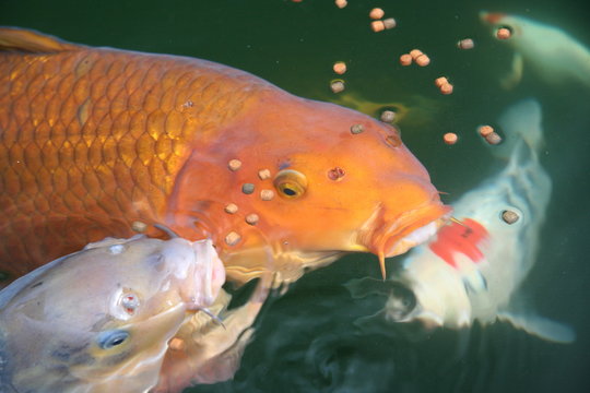 Koi beim fressen