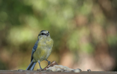 Blaumeise