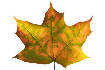 Autumn maple leaf (clipping path isolation)
