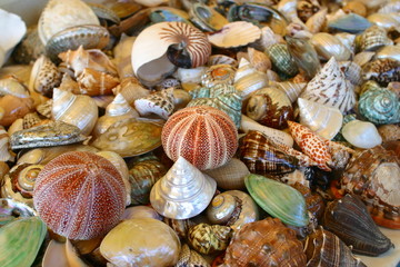 Seashells background (4)