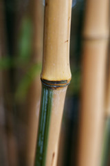 bamboo