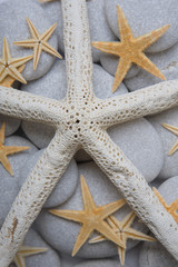 Estrellas de Mar en la Playa
