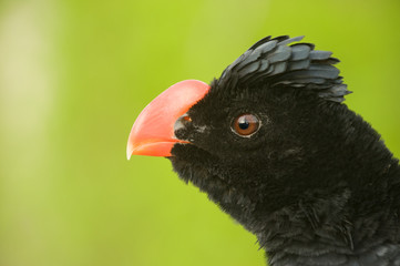 Bird head looking to the left.