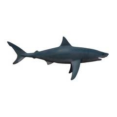 shark