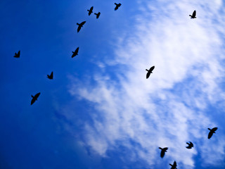 daws flock in skies
