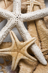 Estrellas de Mar