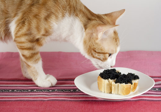 Katze schnuppert an Kaviarh&auml;ppchen