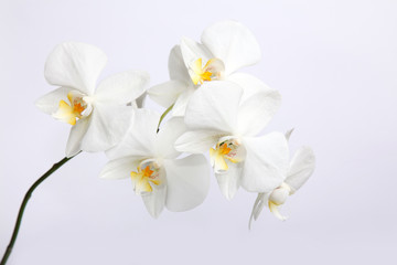 Obraz na płótnie Canvas Beautiful orchids