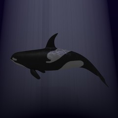 orca whale