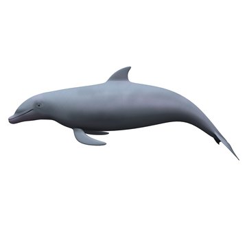 sea dolphin