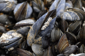 moule sauvage d'atlantique
