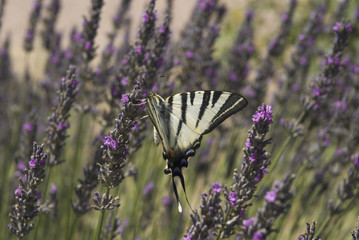 Iphiclides podalirius in lavander field