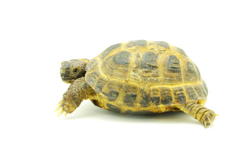 Fototapeta premium turtle