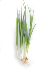 The scallion or spring onion